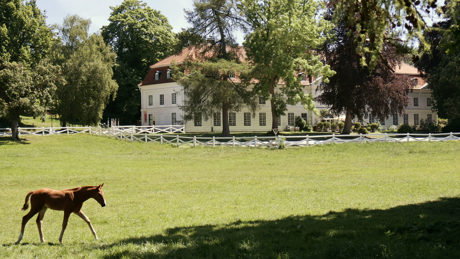 Fohlen auf der Weide vor Schloss Panker